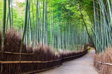 Arashiyama Bambu Ormanı. Resimde kimse yok.