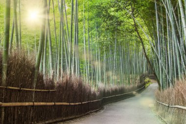 Arashiyama Bambu Ormanı. Resimde kimse yok.