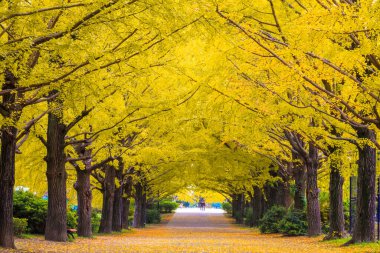 # Güzel sarı Ginkgo ağaçları #
