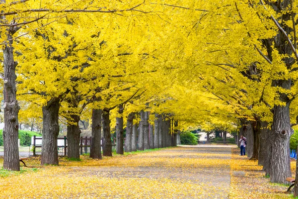 Die Schönen Gelben Ginkgobäume Entlang Der Straße — Stockfoto