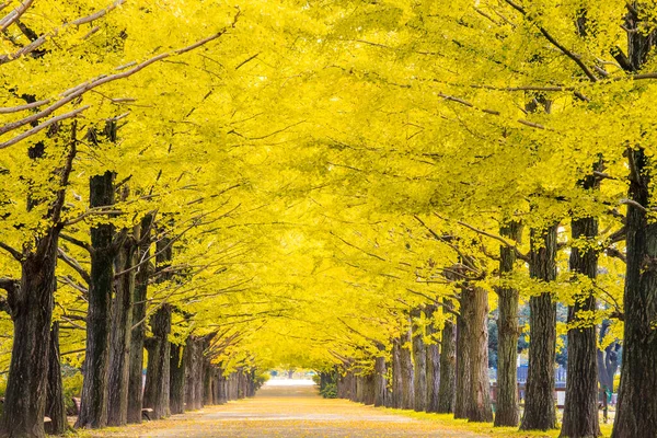 Die Schönen Gelben Ginkgobäume Entlang Der Straße — Stockfoto