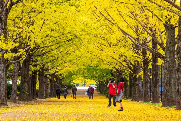 Die Schönen Gelben Ginkgobäume Entlang Der Straße Stockfoto