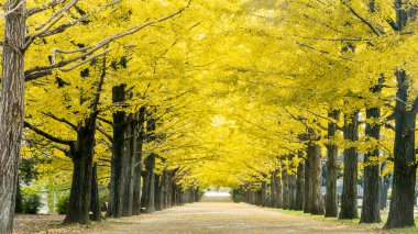 Sonbaharda sarı ginkgo ağacı sırası. Tokyo, Japonya 'da sonbahar parkı