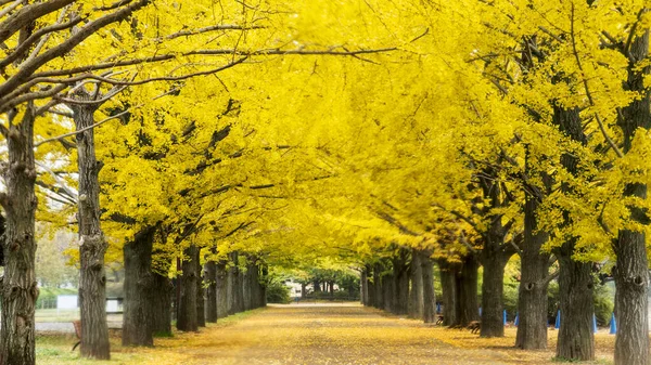 Sonbaharda Sarı Ginkgo Ağacı Sırası Tokyo Japonya Sonbahar Parkı — Stok fotoğraf