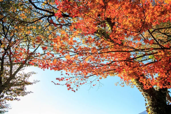 Gyönyörű Táj Hegyi Fuji Körül Juharfalevél Őszi Szezonban — Stock Fotó