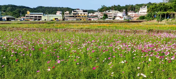 Beautiful Taoyuan Luzhu Flower Sea Taoyuan City Taiwan — Stock Photo, Image
