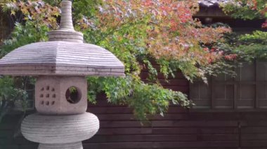 Fu Shou Shan Çiftliği, Tayvan - 17 Kasım 2011: Tayvan 'da yetişen tatlı ve organik erikli ve renkli akçaağaçlı güzel dağ