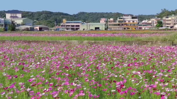 Прекрасне Квіткове Море Таоюань Лучжу Місто Таоюань Тайвань — стокове відео