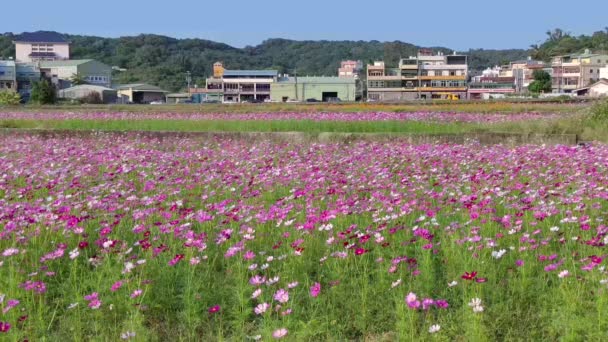 Όμορφη Θάλασσα Λουλούδι Taoyuan Luzhu Taoyuan City Ταϊβάν — Αρχείο Βίντεο
