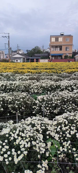 Miaoli Tonggong Taiwan Novembro 2022 Bela Vista Tonggong Chrysanthemum Season — Fotografia de Stock