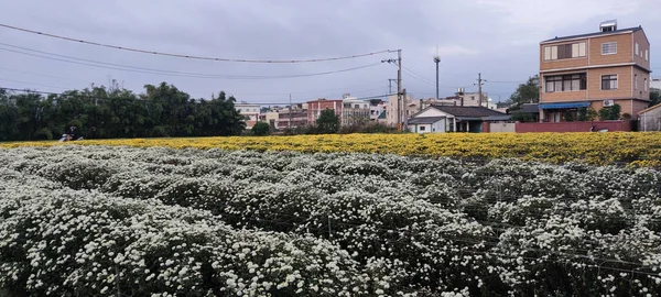 Miaoli Tonggong Taiwan Nov 2022 Beautiful View Tonggong Chrysanthemum Season — 图库照片