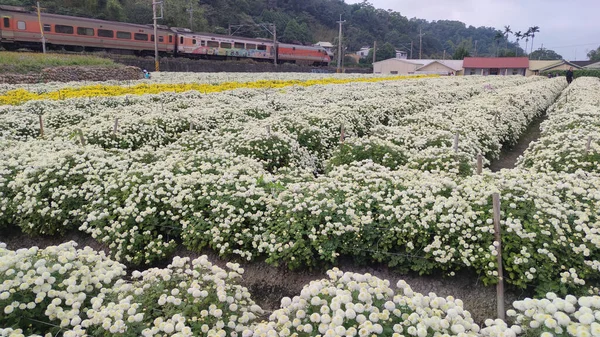 Миаоли Тонгун Тайвань Ноя 2022 Tonggong Chrysanthemum Season Тайвань — стоковое фото