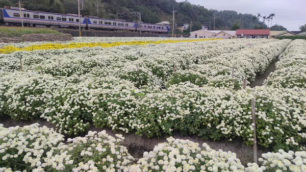 Miaoli Tonggong Taiwan Nov 2022 Beautiful View Tonggong Chrysanthemum Season — Stock Photo, Image
