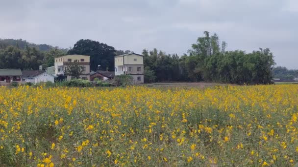 Miaoli Tonggong Taiwan Novembro 2022 Bela Vista Tonggong Chrysanthemum Season — Vídeo de Stock