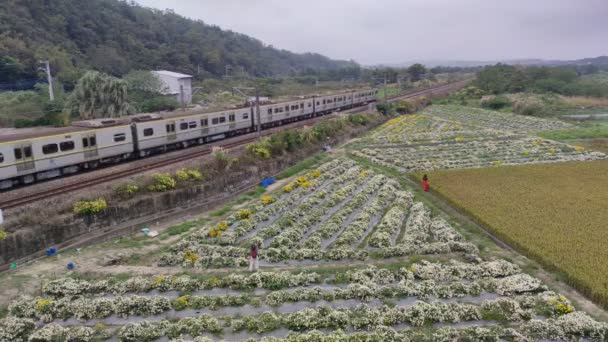 Miaoli Tonggong Taiwan November 2022 Pemandangan Indah Tonggong Chrysanthemum Season — Stok Video