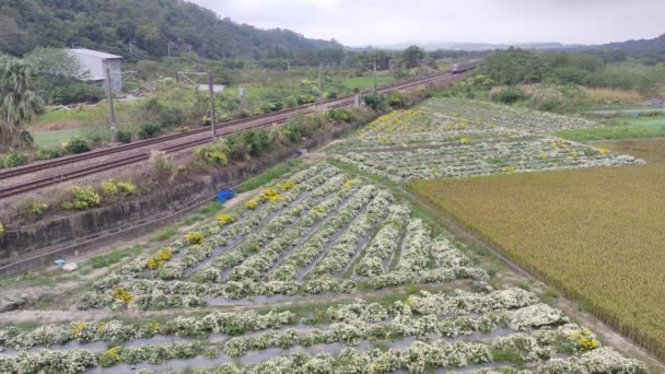 Miaoli Tonggong Taiwán Noviembre 2022 Hermosa Vista Tonggong Chrysanthemum Season — Vídeos de Stock