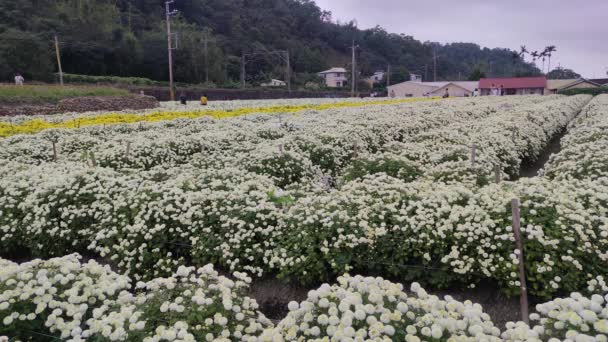 Miaoli Tonggong Taiwán Noviembre 2022 Hermosa Vista Tonggong Chrysanthemum Season — Vídeos de Stock