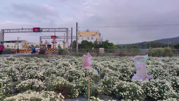 Миаоли Тонгун Тайвань Ноя 2022 Tonggong Chrysanthemum Season Тайвань — стоковое видео
