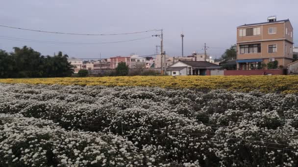Miaoli Tonggong Taiwán Noviembre 2022 Hermosa Vista Tonggong Chrysanthemum Season — Vídeo de stock