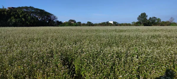 Sunny View Beautiful Buckwheat Flowers Dayuan Taoyuan Taiwan — Stock Photo, Image