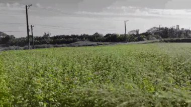 Güzel karabuğday çiçeklerinin güneşli manzarası, Dayuan, Taoyuan, Tayvan