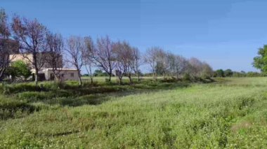Güzel karabuğday çiçeklerinin güneşli manzarası, Dayuan, Taoyuan, Tayvan