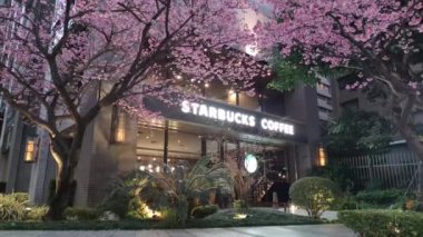 linkou, Taiwan - Feb 1, 2023 : Starbucks in linko, New Taipei City, Taiwan during springtime with full bloom sakura tree.