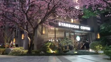 linkou, Taiwan - Feb 1, 2023 : Starbucks in linko, New Taipei City, Taiwan during springtime with full bloom sakura tree.