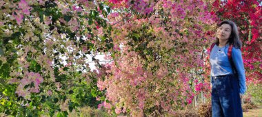 Bougainvillea Çiçek Duvarı, Changhua - 10 Mart 2023: Bougainvillea Çiçek Duvarı, Changhua, Tayvan