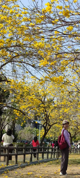 Beitun Xizi Park Taichung März 2023 Neben Dem Xizi Park — Stockfoto