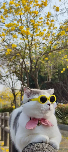 Majitel Mazlíčka Vezme Kočku Parku Dohled Jaře Pěkným Chryzantémem Suzuki — Stock fotografie