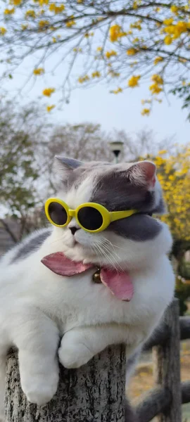 Dueño Mascota Lleva Gato Parque Para Vista Primavera Con Bonito —  Fotos de Stock