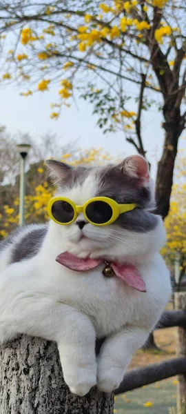 Tulajdonos Elviszi Macskát Parkba Hogy Tavasszal Szép Krizantém Suzuki Háttér — Stock Fotó