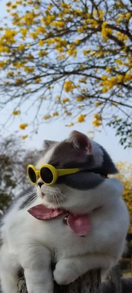 Tulajdonos Elviszi Macskát Parkba Hogy Tavasszal Szép Krizantém Suzuki Háttér — Stock Fotó