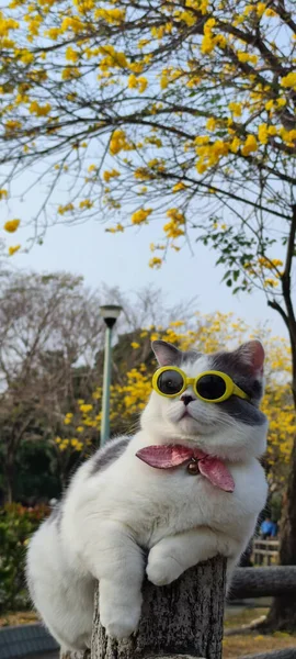 Właściciel Pet Zabiera Kota Parku Widok Wiosną Ładnym Chryzantemem Suzuki — Zdjęcie stockowe