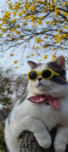 Pet Owner Takes Cat Park Sight Springwith Nice Chrysanthemum Suzuki — Stock Photo, Image