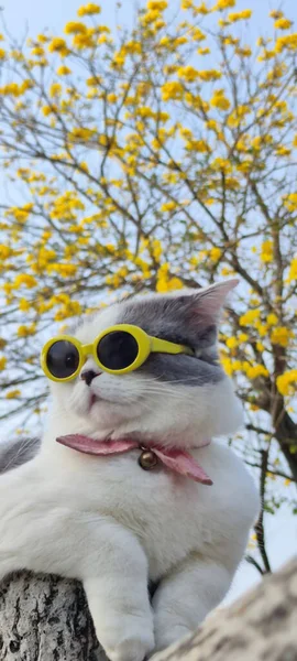 ペットのオーナーが春に猫を連れて園内を観光します — ストック写真