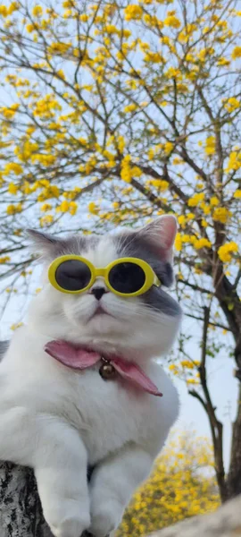 ペットのオーナーが春に猫を連れて園内を観光します — ストック写真