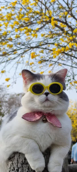 Dueño Mascota Lleva Gato Parque Para Vista Primavera Con Bonito —  Fotos de Stock