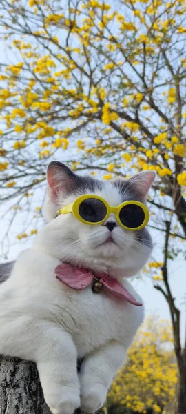 Der Haustierbesitzer Nimmt Katze Mit Zum Parken Auf Sicht Frühling — Stockfoto