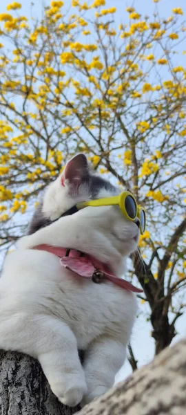 宠物主人带着猫去公园 在春天看到美丽的菊花铃木背景的猫 — 图库照片