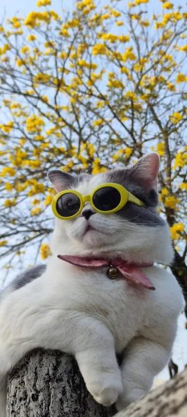 Pemilik Pet Mengambil Kucing Taman Untuk Melihat Musim Semi Dengan — Stok Foto