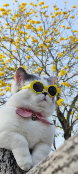 Dueño Mascota Lleva Gato Parque Para Vista Primavera Con Bonito — Foto de Stock