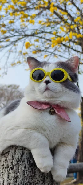 Evcil Hayvan Sahibi Kediyi Güzel Bir Kasımpatı Arka Planıyla Baharda — Stok fotoğraf
