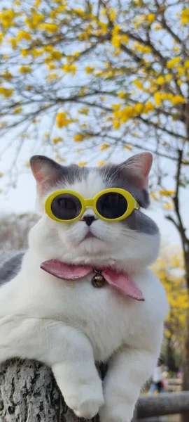 Ιδιοκτήτης Κατοικίδιων Ζώων Παίρνει Γάτα Για Παρκάρετε Για Θέαμα Την — Φωτογραφία Αρχείου