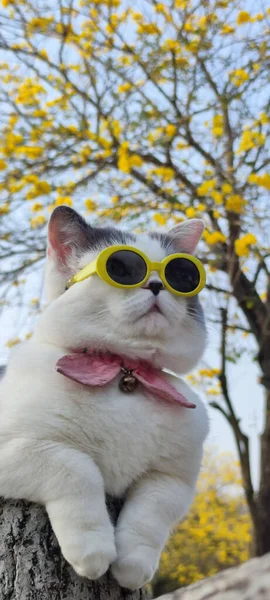 Pet Owner Takes Cat Park Sight Springwith Nice Chrysanthemum Suzuki — Stock Photo, Image