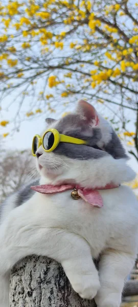 Huisdier Eigenaar Neemt Kat Parkeren Voor Gezicht Het Voorjaar Met — Stockfoto
