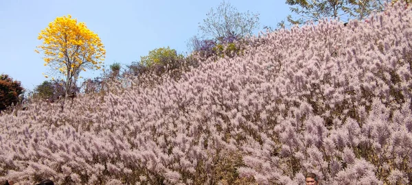 Zhongliao Pink Hill Muskwood Nantou Marca 2023 Piękne Pink Hill — Zdjęcie stockowe