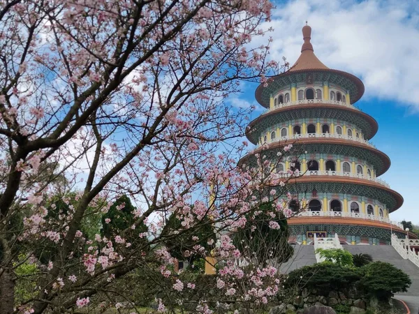 Kauniita Sakura Puutarha Mukava Taivas Taipei Taiwan Useita Arvoja — kuvapankkivalokuva