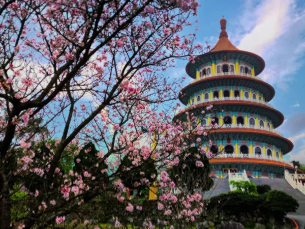 Bellissimo Giardino Sakura Influenzale Con Bel Cielo Taipei Taiwan Valori — Foto Stock